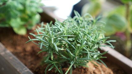 close up of a bunch of rosemary