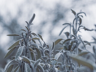 Frozen sage (salvia) plant in cold winter