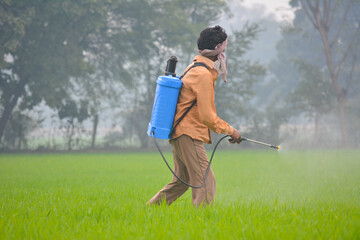 Indian farmer spraying fertilizer in his wheat field