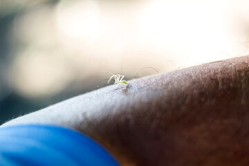 Small spider  sits crawling on the man's arm