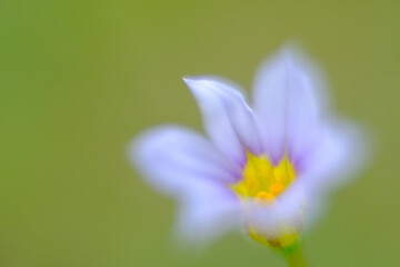 先端（ニワゼキショウ？）