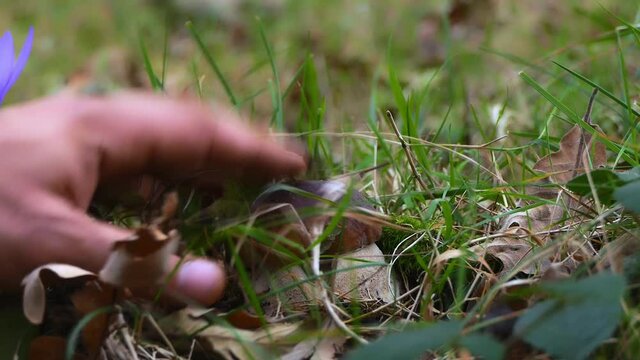 boletus edulis  recolecta de hongos en el bosque situado en la provincia de le&oacute;n