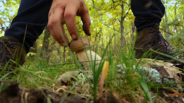 gente recolectando setas de oto&ntilde;o en el bosque 