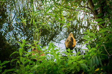 duck on the river hiding in the grass