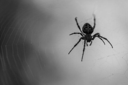 black spider hunts sitting on the web