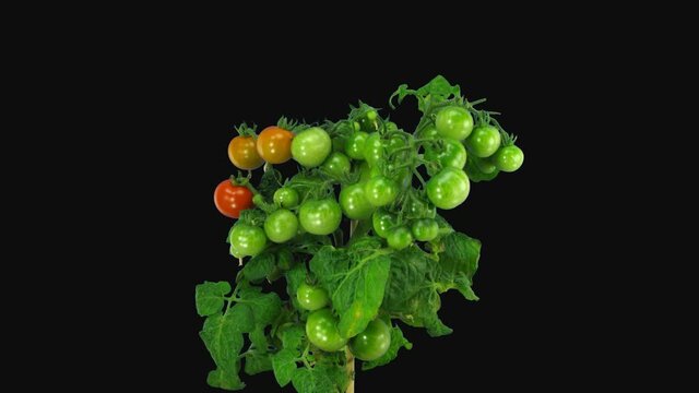 Time-lapse of ripening tomato vegetables 4b4 in 4K PNG+ format with ALPHA transparency channel isolated on black background
