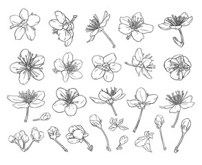 Set of hand drawn cherry blossoms. Sakura flowers, leaves, branches. Cherry tree branch constructor. Spring design elements. © olechkaart
