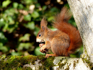 Red squirrel (sciurus) on a tree in the park