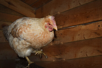 Weiße und rote Henne im Stall geht auf der Sitzstange mit Bretterwand des Stalls als Hintergrund
