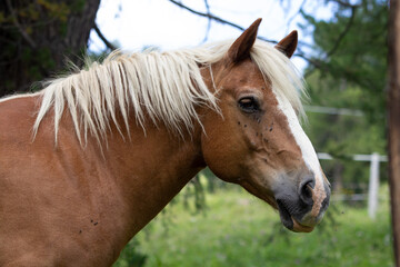 ritratto di cavallo