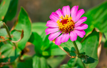 Fototapeta premium FLOR ROSA
