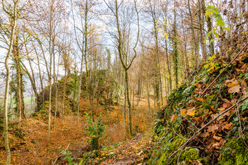 Aesch, Burgengratweg, Ruine, Burg, Rundwanderweg, Schalberg, Wald, Waldweg, Wanderer, Birseck, Baselland, Herbst, Winter, Herbstlaub, Schweiz