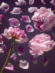 Pink roses unter the glass plate with water drops and splash on dark background. Pink peony flowers and petals. Abstract floral aesthetic. Artistic botany image