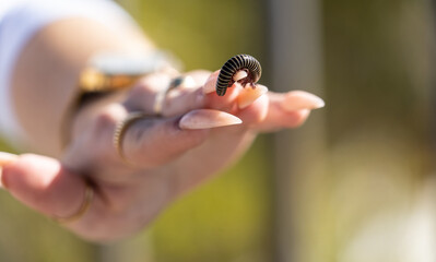 Insects and plants in the foreground and in hand