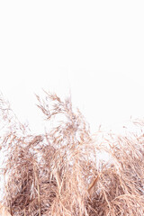 Dried pampas grass. Copy space. Close up. Amazing soft dried flowers in home interior. Fluffy grass against light abstract wall.