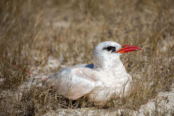 Red-tailed tropicbird close up(Phaethon rubricauda), Nosy Ve, Madagascar