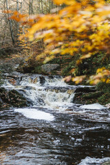 Rivière en forêt Ardennaise 