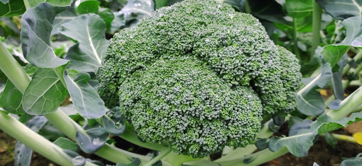 Broccoli cultivation field. Healthy growing vegetables. Autumn season harvest.