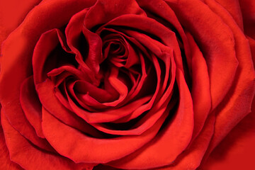 Valentine day Red Rose