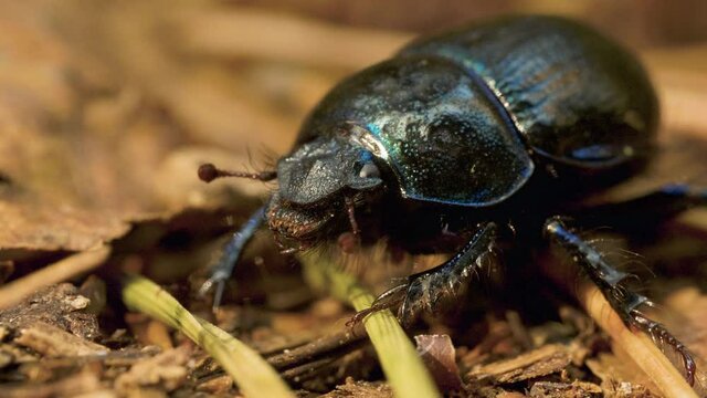 Close-up of an earth-boring dung beetle Geotrupidae on the forest floor