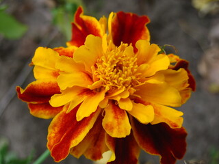 Macro mode. Large orange-red flower close-up