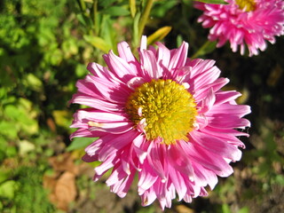 close up of pink dahlia flower