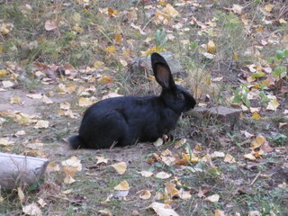 black rabbit in the grass