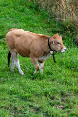 portrait of aubrac cow in pasture