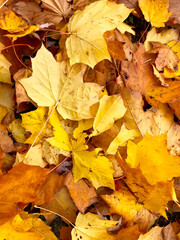 Background - autumn leaves on the ground.