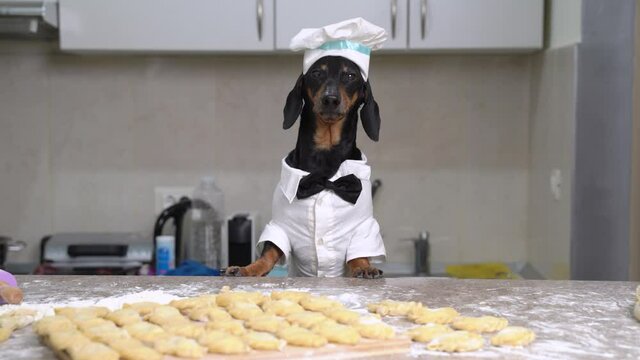 Funny dachshund blogger dog in costume of chef with cap and bow tie tells about recipe for vareniki - traditional Russian and Ukrainian dish for cooking show or vlog, front view.