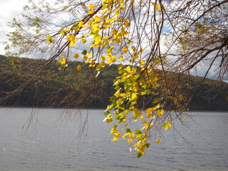 Autumn landscape. Branch with yellow leaves on the background of a large river