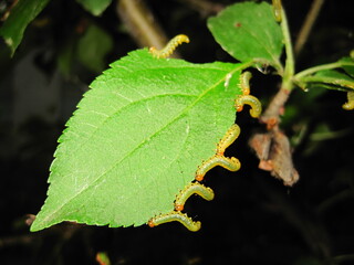Lots of caterpillars on a green tree leaf