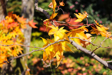 紅葉 もみじ 綺麗 鮮やか 葉っぱ 美しい 夕暮れ