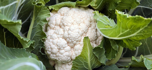 Close-up of Cauliflower growing in autumn. Seasonal harvest of healthy vegetables.