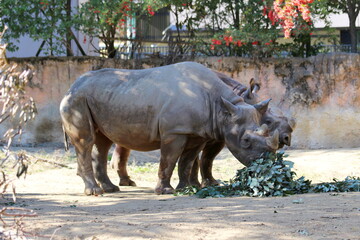 Obraz premium 天王寺動物園のクロサイ