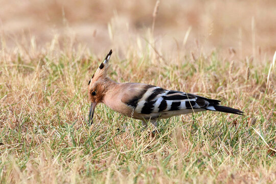A Eurasian Hoopoe foraging for food in the grass