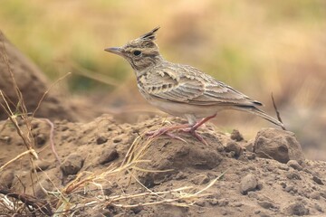 A Crested Lark foraging for food in Rajasthan, India