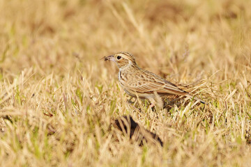 A little brown bird foraging for food in the grass