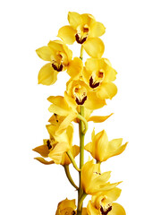 Yellow cymbidium orchids isolated on white background