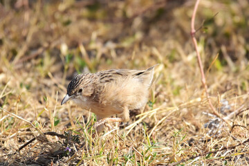A little brown bird foraging for food in the grass