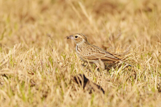 A little brown bird foraging for food in the grass