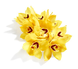 Naklejka na ściany i meble Beautiful yellow cymbidium orchid flowers isolated on white background