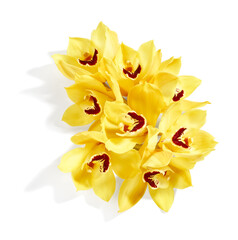 Beautiful cymbidium orchid flowers isolated on white background