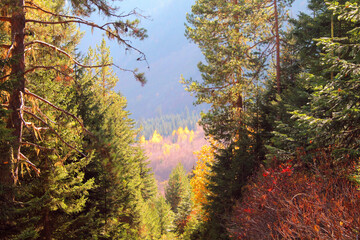 autumn in the forest