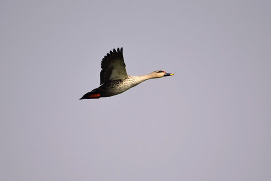 Spot Billed Ducks flying over Chandlai Lake in Rajasthan