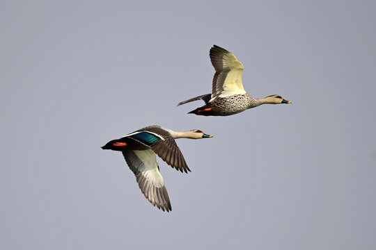 Spot Billed Ducks flying over Chandlai Lake in Rajasthan