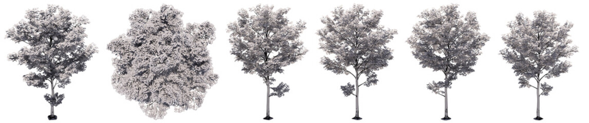 Set or collection of drawings of Maple trees isolated on white background . Concept or conceptual 3d illustration for nature, ecology and conservation, strength and endurance, force and life