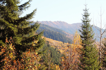 trees in the mountains