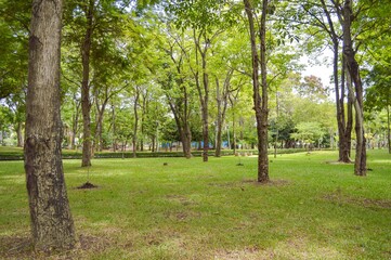 Obraz premium nature garden in country Thailand