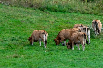 flock of aubrac cows in pasture